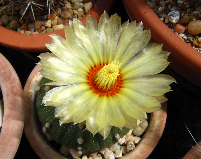 Astrophytum asterias flower